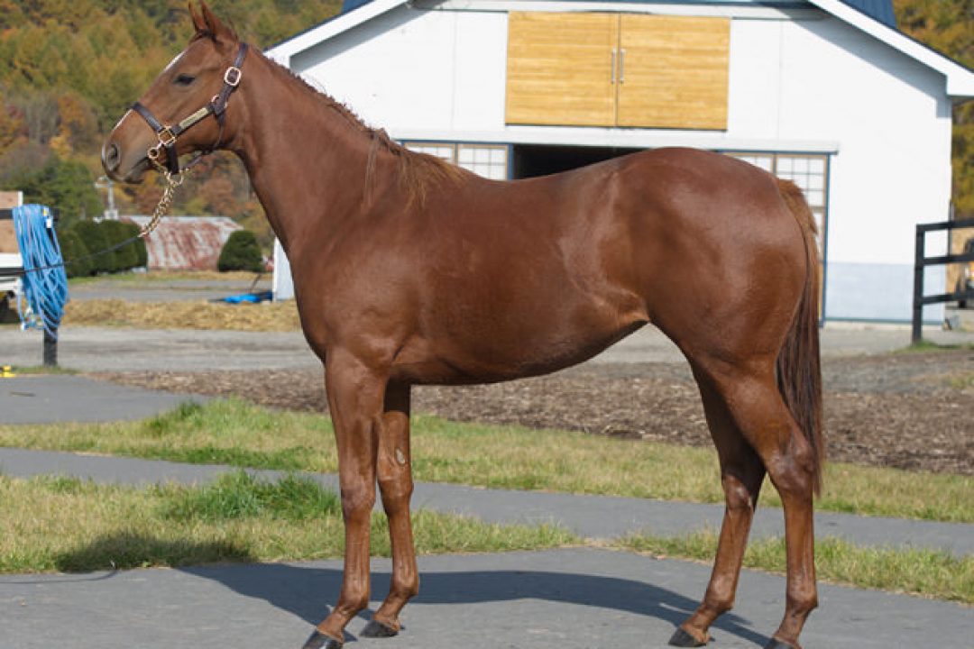 30年１月【2歳馬】各馬の状況