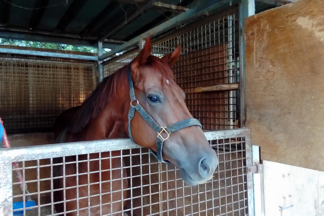 幻のダービー馬コスモス！