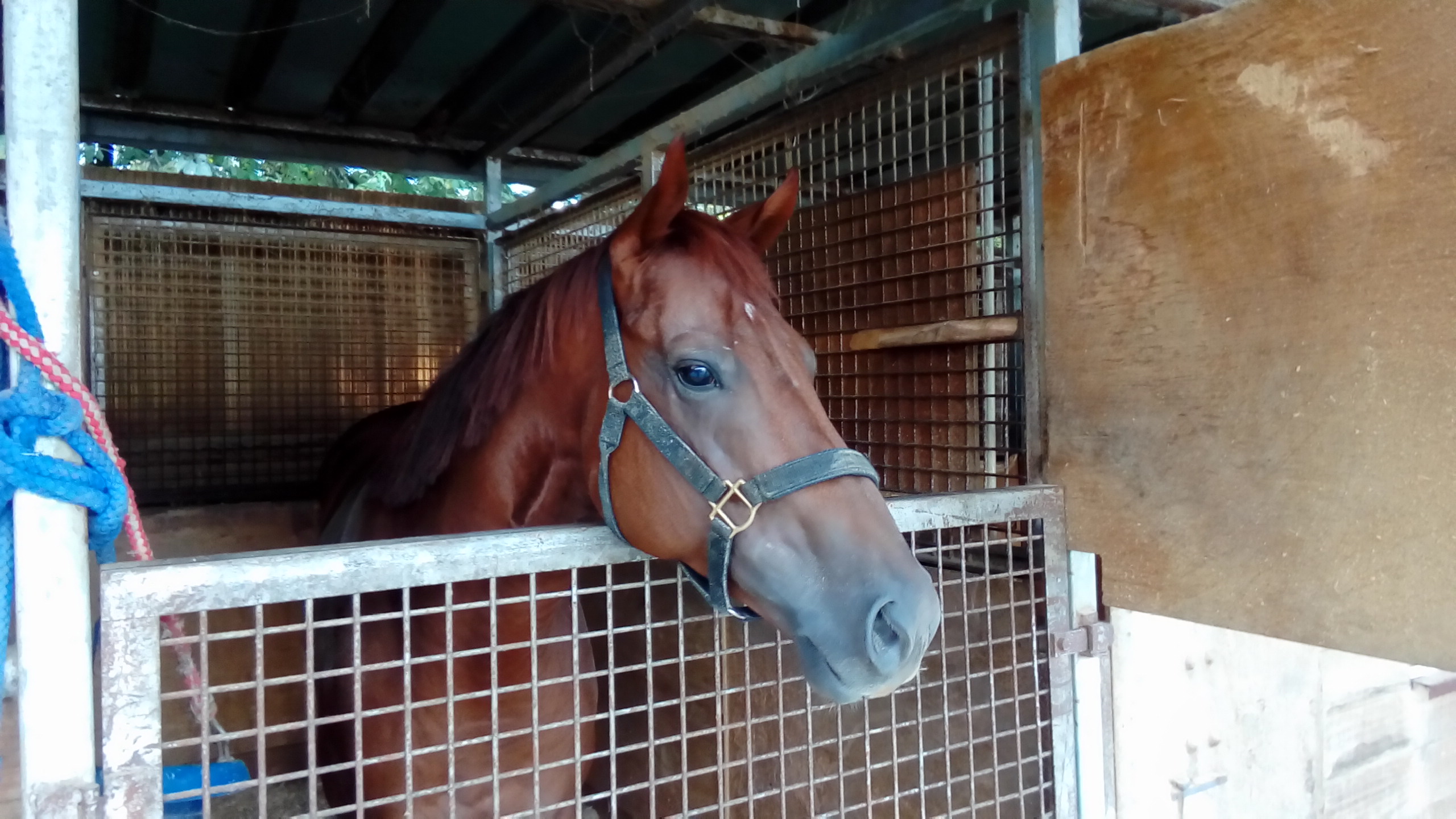 幻のダービー馬コスモス アークスタッド