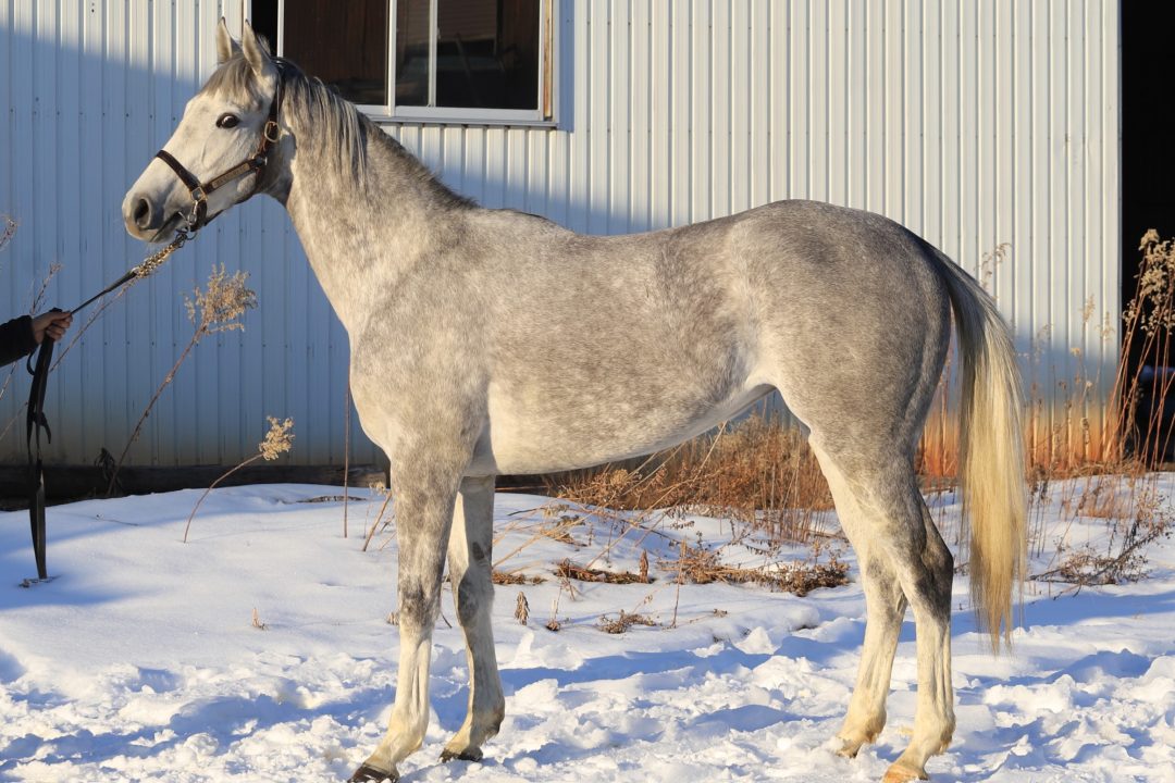 ウインブライトが『G1  クイーンエリザベスⅡ世カップ』を勝利！！