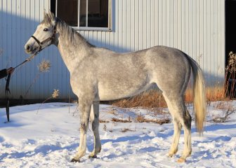 ウインブライトが『G1 クイーンエリザベスⅡ世カップ』を勝利!!